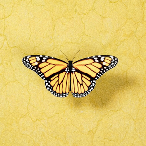 在线播放妃光莉妃ひかり
